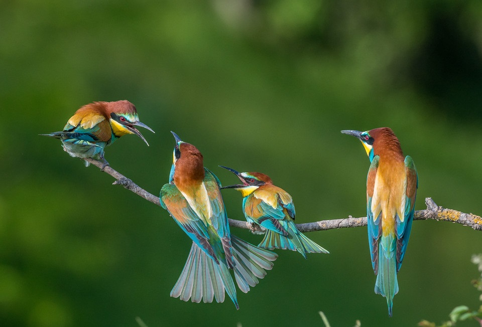 najbardziej kolorowe ptaki
