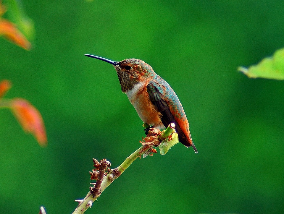 kolibry