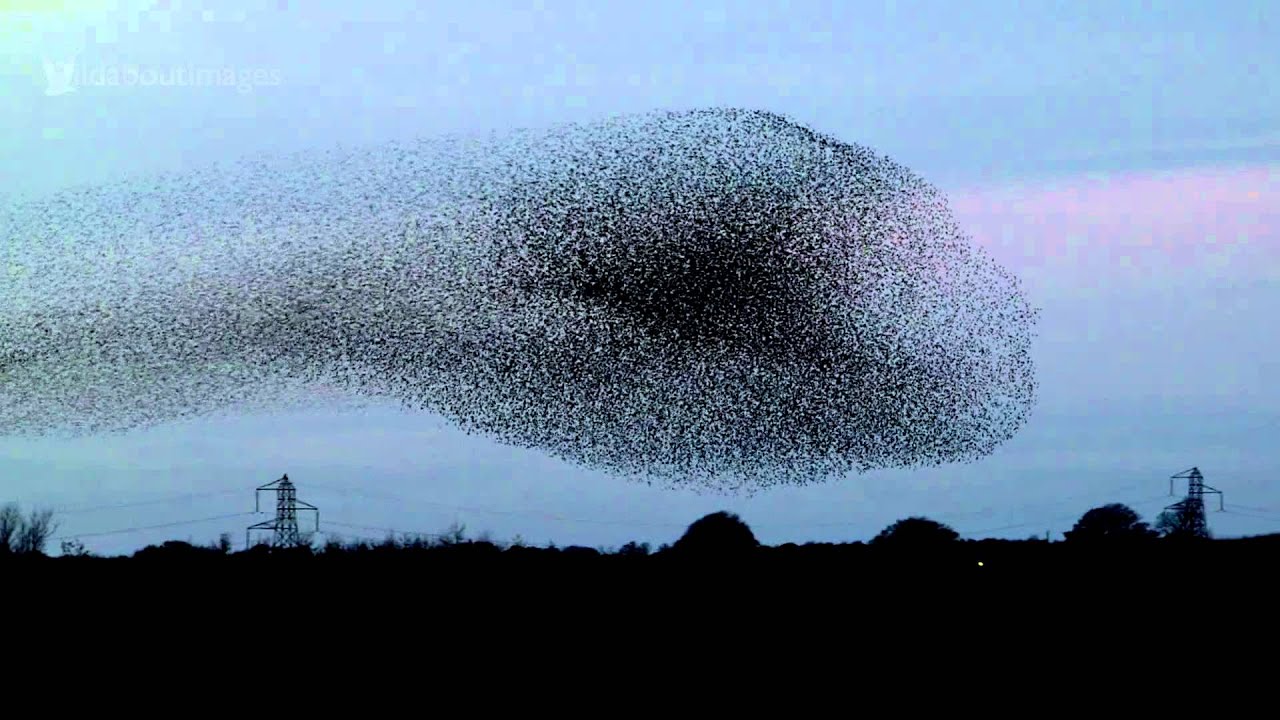 Gretna Green Starling Murmurations