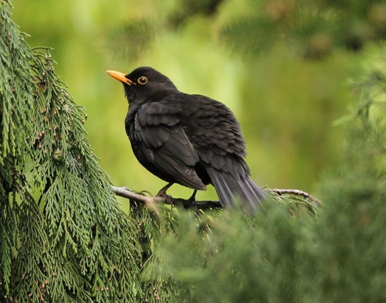 Sąsiedzkie awantury