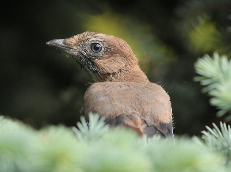 Młode sójki opuszczają gniazdo