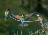Najbardziej kolorowe ptaki Polski