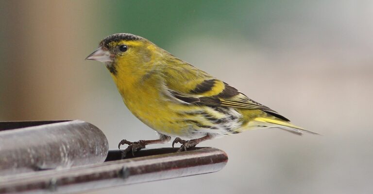 Łuszczaki – część I