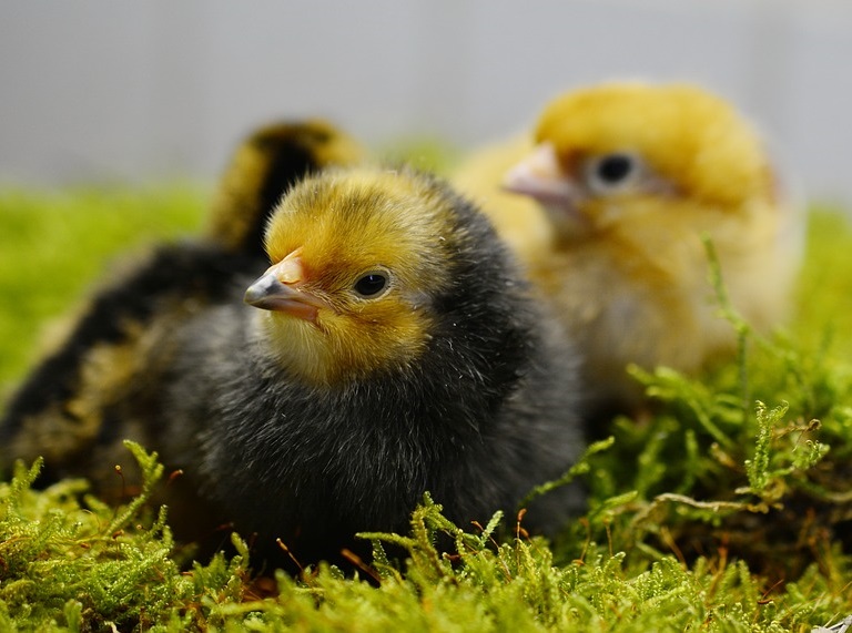 Kurczaczki i kaczuszki na Wielkanoc