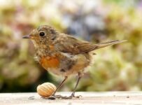 Młode ptaki zmieniają upierzenie – część II
