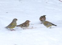Ptaki na śniegu