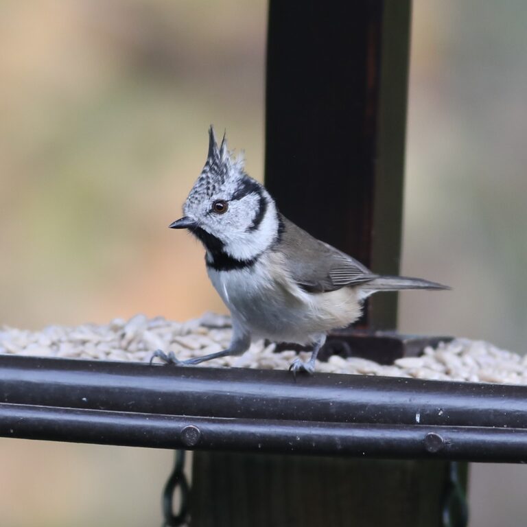 Sikorki w moim karmniku