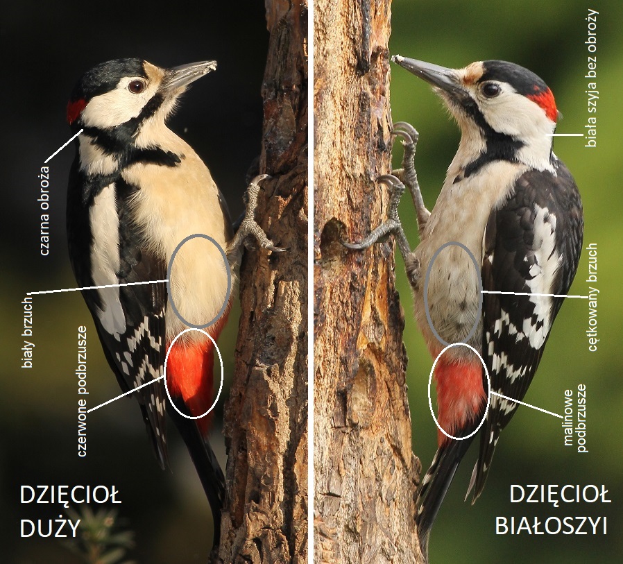 dzięcioły